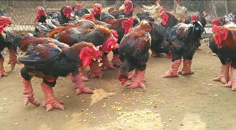 Đặc sản Hưng Yên làm quà. Du lịch Hưng Yên mua gì làm quà