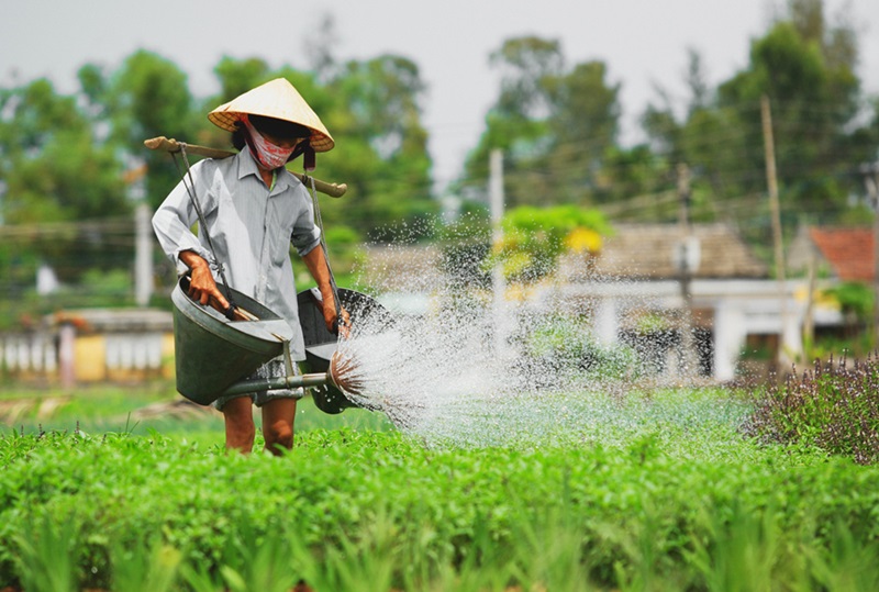 Review Làng rau Trà Quế. Có nên đi chơi làng rau Trà Quế không