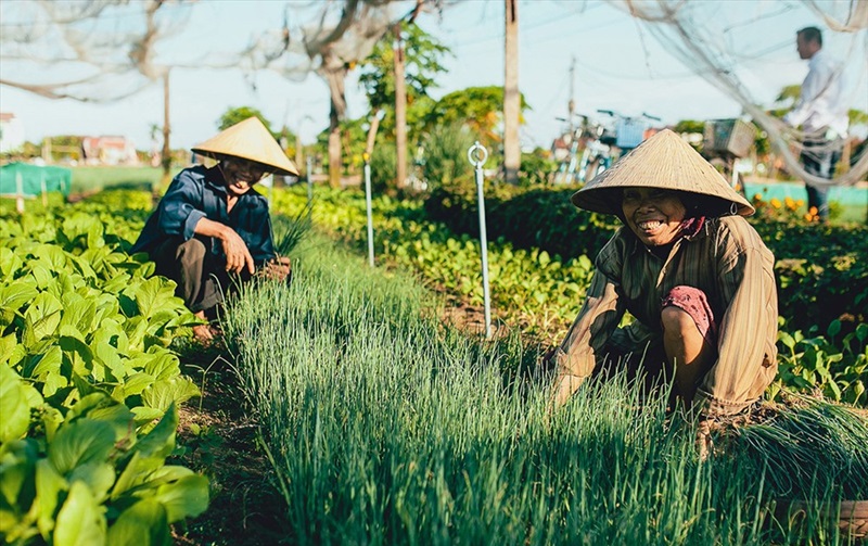 Làng rau Trà Quế Hội An. Review làng rau Trà Quế