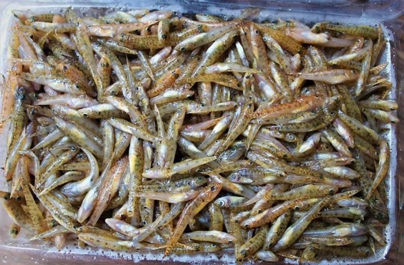 Món ăn đặc sản Đắk Nông. Ăn gì ngon ở Đắk Nông